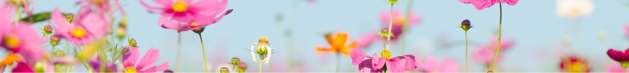 Spring-Summer 2025 - DEALS