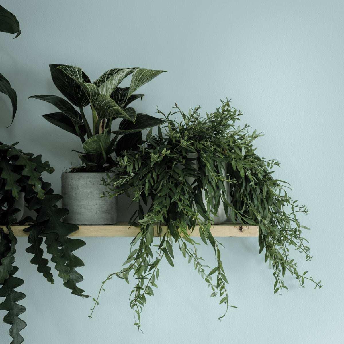 CROWN WALLS AND CEILINGS MATT STEPPING STONE 2.5L