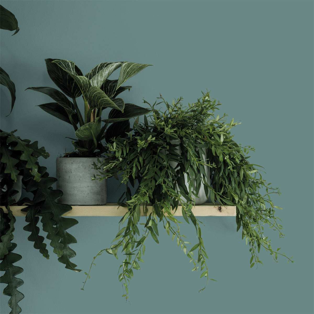 CROWN WALLS AND CEILINGS MATT BOTANY BAY 2.5L