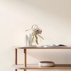 CRAIG & ROSE 1829 GLOSS CHINESE WHITE 2.5L