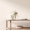 CRAIG & ROSE 1829 CHALKY EMULSION CHINESE WHITE 5L